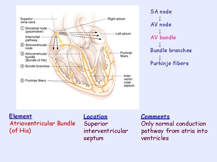 SA node ↓ AV bundle ↓ Bundle branches ↓ Purkinje fibers Element Atrioventricular Bundle