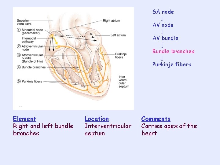 SA node ↓ AV bundle ↓ Bundle branches ↓ Purkinje fibers Element Right and