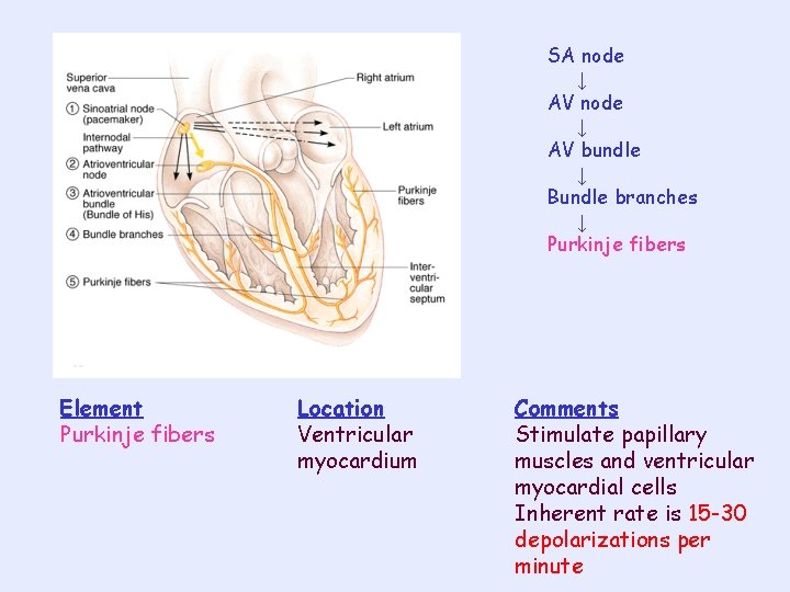 SA node ↓ AV bundle ↓ Bundle branches ↓ Purkinje fibers Element Purkinje fibers