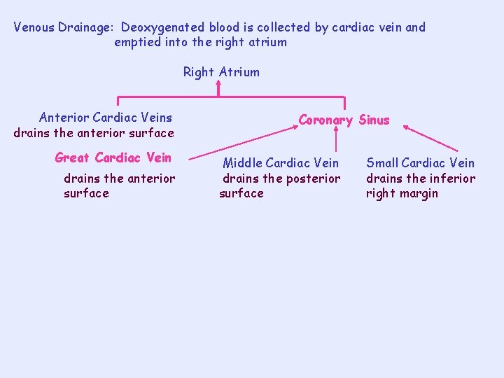 Venous Drainage: Deoxygenated blood is collected by cardiac vein and emptied into the right