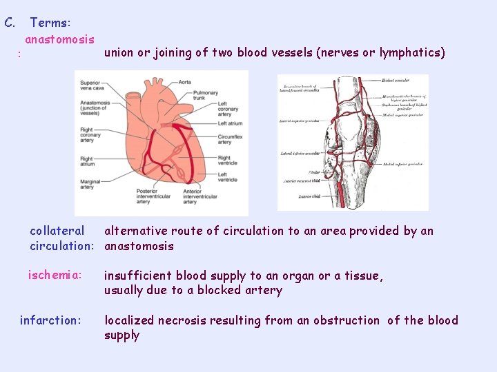 C. : Terms: anastomosis union or joining of two blood vessels (nerves or lymphatics)