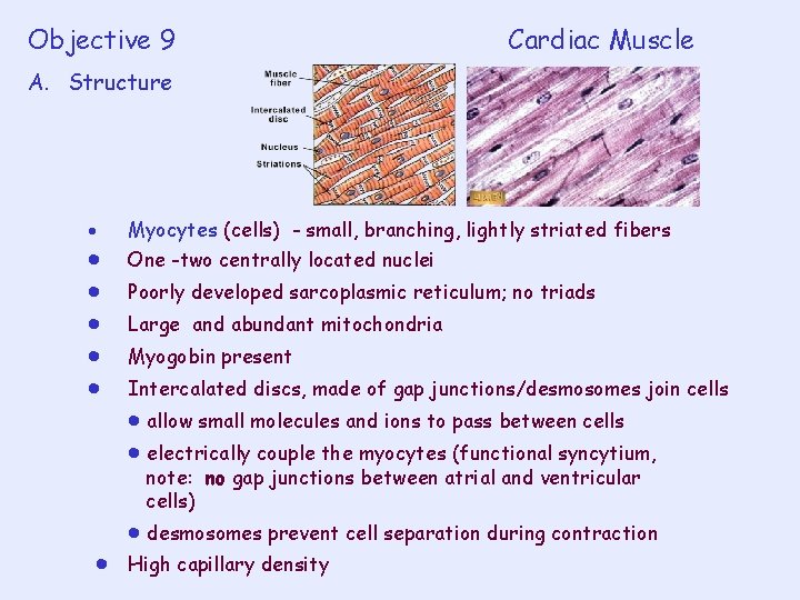 Objective 9 Cardiac Muscle A. Structure Myocytes (cells) - small, branching, lightly striated fibers