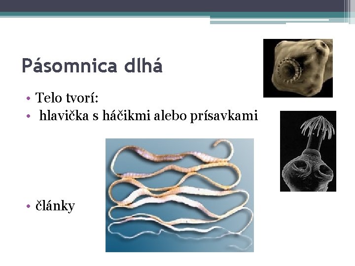 Pásomnica dlhá • Telo tvorí: • hlavička s háčikmi alebo prísavkami • články 