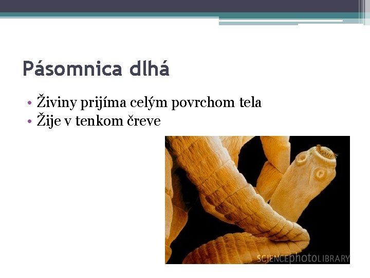 Pásomnica dlhá • Živiny prijíma celým povrchom tela • Žije v tenkom čreve 