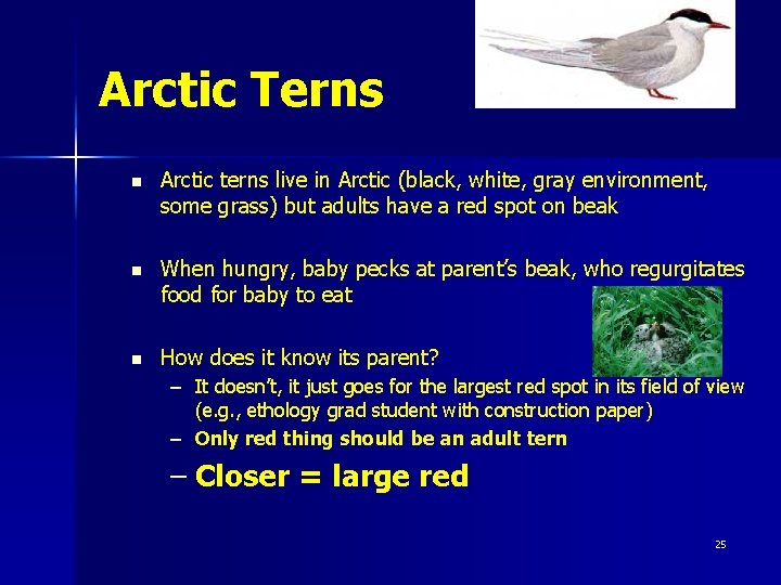 Arctic Terns n Arctic terns live in Arctic (black, white, gray environment, some grass)