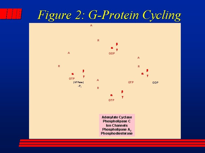 Figure 2: G-Protein Cycling A R b a A g GDP A R R