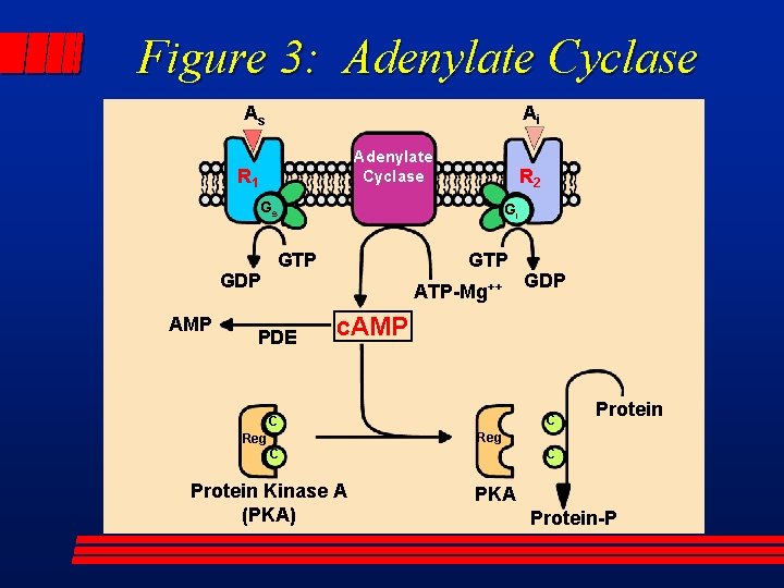 Figure 3: Adenylate Cyclase Ai As Adenylate Cyclase R 1 R 2 Gs GDP