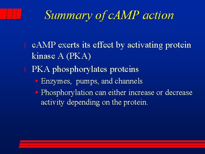 Summary of c. AMP action l l c. AMP exerts its effect by activating