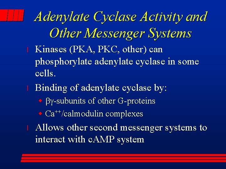 Adenylate Cyclase Activity and Other Messenger Systems l l Kinases (PKA, PKC, other) can