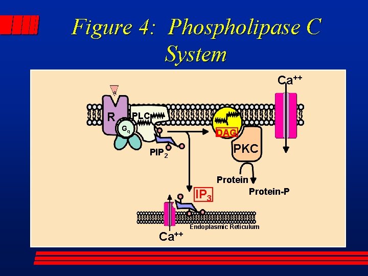 Figure 4: Phospholipase C System Ca++ A R PLC Gq DAG PKC PIP 2