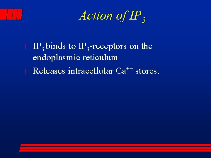 Action of IP 3 l l IP 3 binds to IP 3 -receptors on