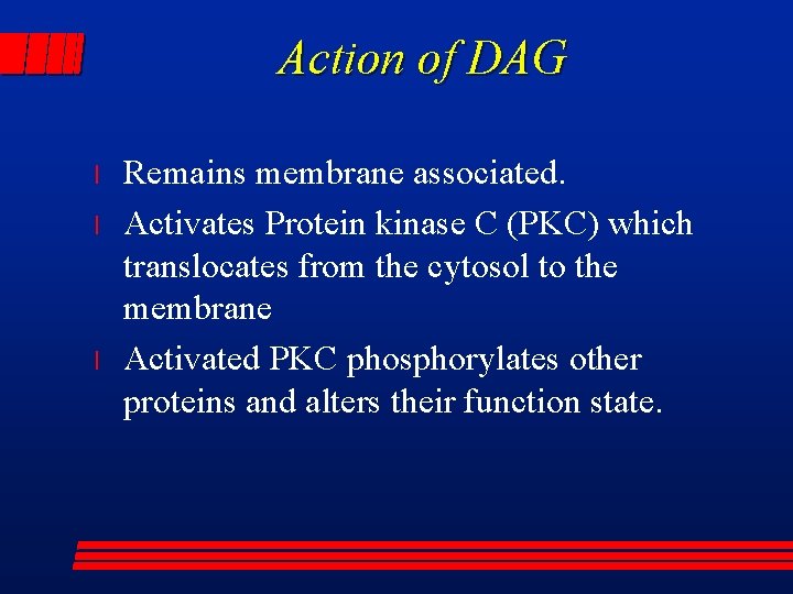 Action of DAG l l l Remains membrane associated. Activates Protein kinase C (PKC)