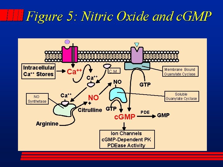 Figure 5: Nitric Oxide and c. GMP Intracellular Ca++ Stores NO Synthetase Arginine Ca++