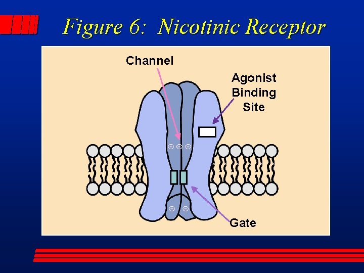 Figure 6: Nicotinic Receptor Channel Agonist Binding Site Gate 