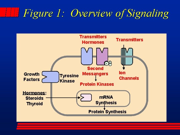 Figure 1: Overview of Signaling Transmitters Hormones Growth Factors Hormones: Steroids Thyroid Transmitters Second