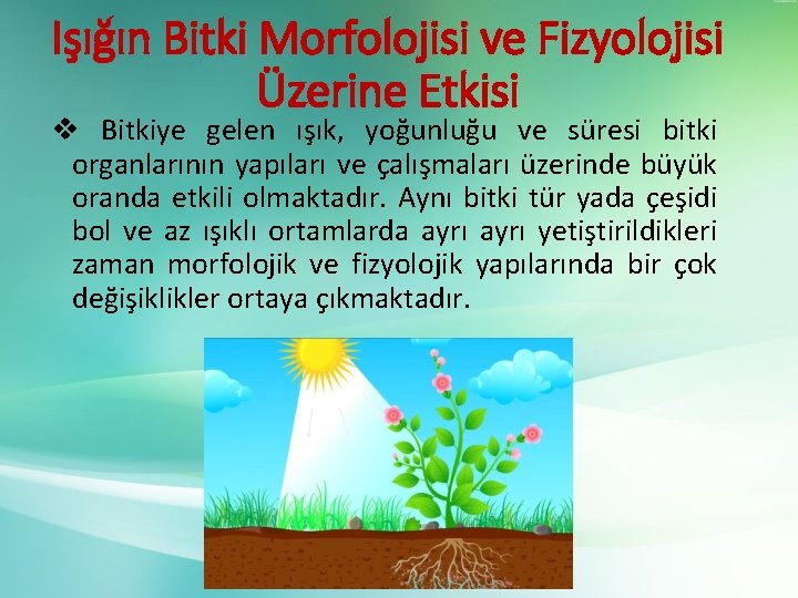 Işığın Bitki Morfolojisi ve Fizyolojisi Üzerine Etkisi v Bitkiye gelen ışık, yoğunluğu ve süresi