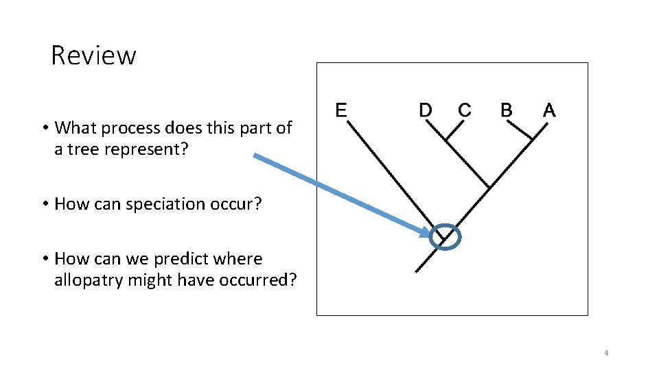 Review • What process does this part of a tree represent? • How can