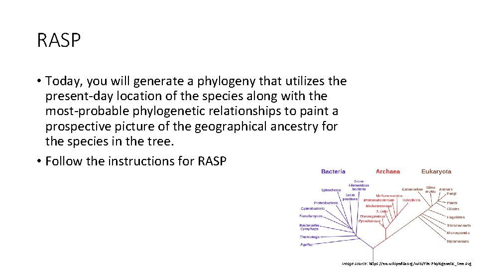 RASP • Today, you will generate a phylogeny that utilizes the present-day location of