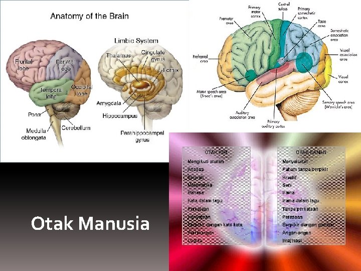 Otak Manusia 