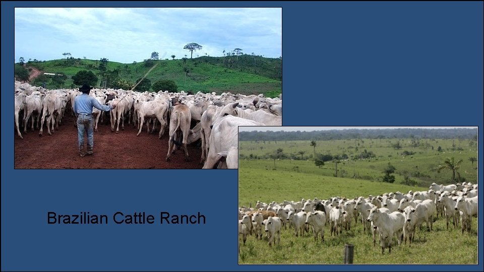 Brazilian Cattle Ranch 