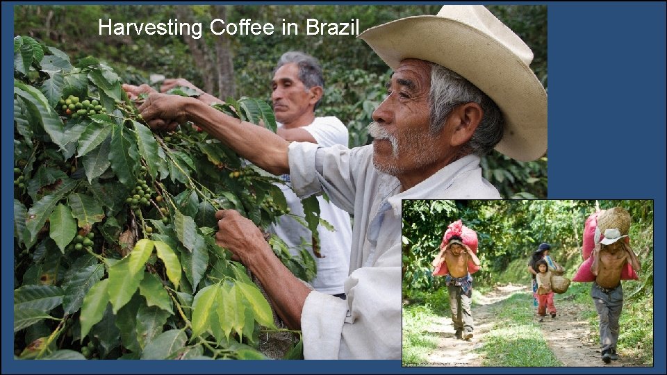 Harvesting Coffee in Brazil 