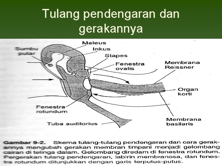 Tulang pendengaran dan gerakannya 