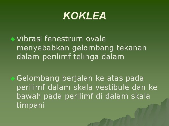 KOKLEA u Vibrasi fenestrum ovale menyebabkan gelombang tekanan dalam perilimf telinga dalam u Gelombang