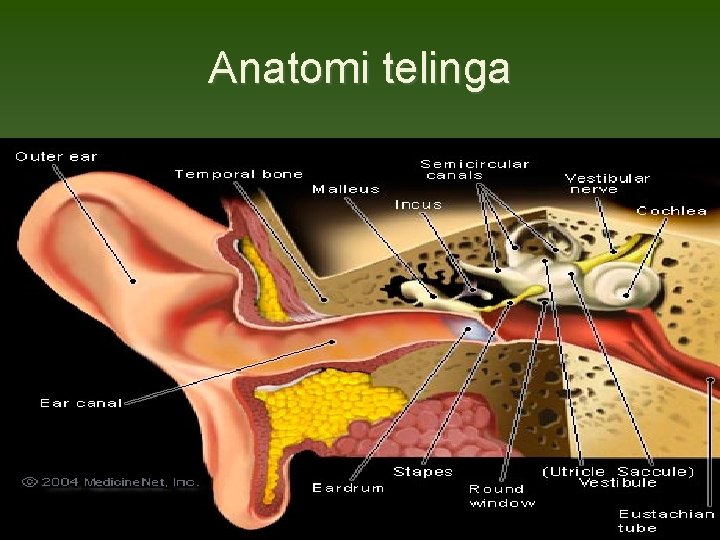 Anatomi telinga 