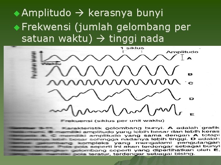 u Amplitudo kerasnya bunyi u Frekwensi (jumlah gelombang per satuan waktu) tinggi nada 