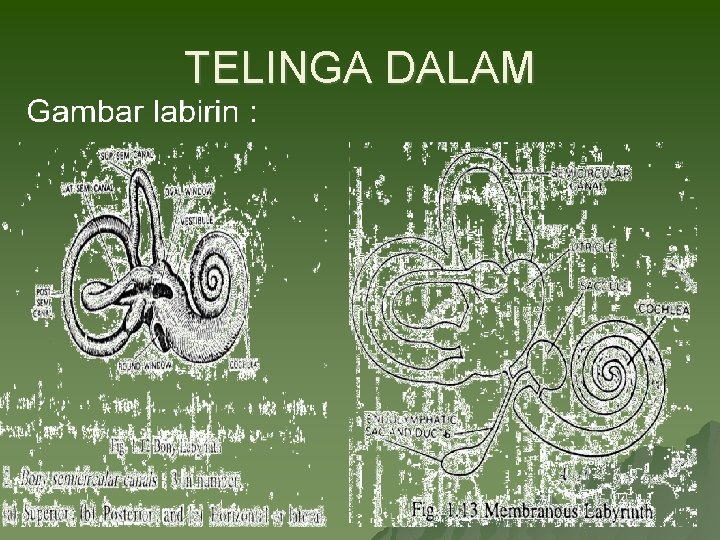 TELINGA DALAM 