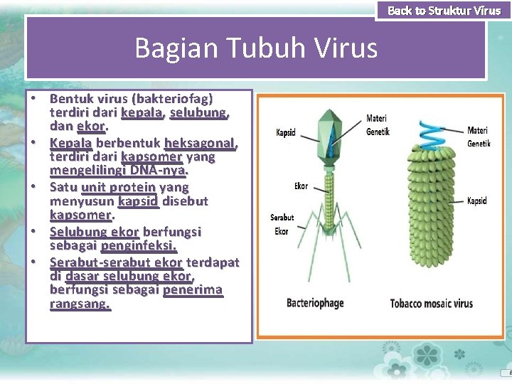 Back to Struktur Virus Bagian Tubuh Virus • Bentuk virus (bakteriofag) terdiri dari kepala,