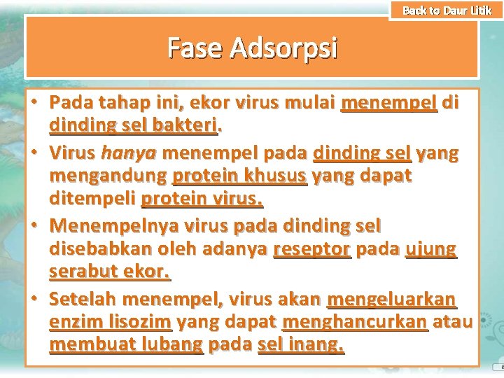 Back to Daur Litik Fase Adsorpsi • Pada tahap ini, ekor virus mulai menempel