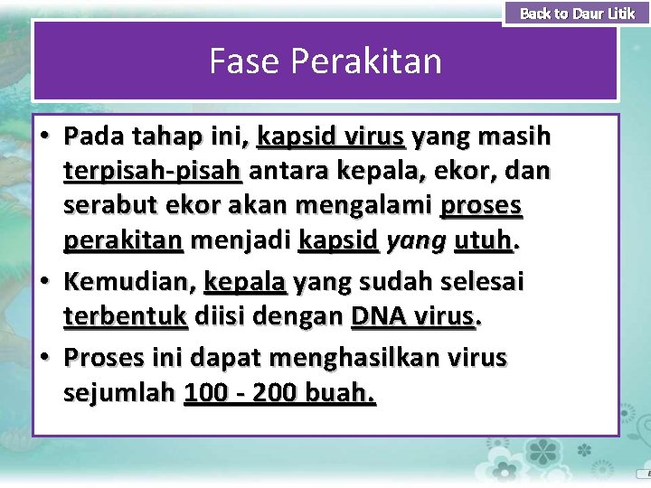 Back to Daur Litik Fase Perakitan • Pada tahap ini, kapsid virus yang masih