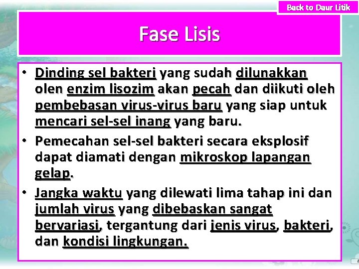 Back to Daur Litik Fase Lisis • Dinding sel bakteri yang sudah dilunakkan olen