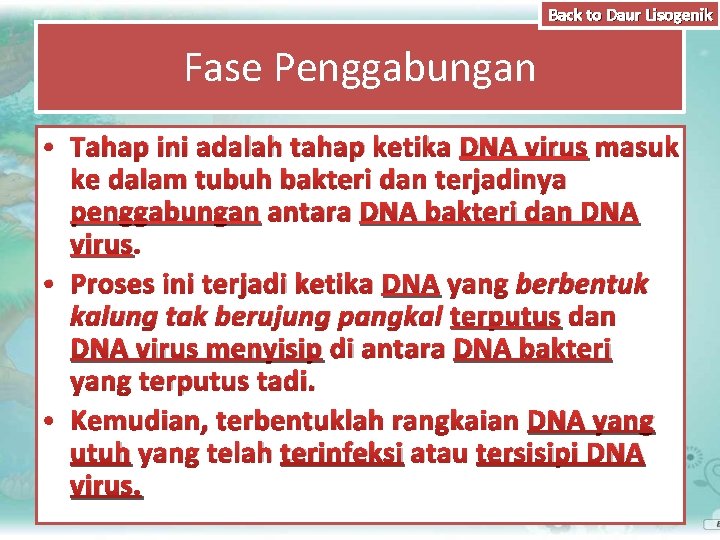 Back to Daur Lisogenik Fase Penggabungan • Tahap ini adalah tahap ketika DNA virus