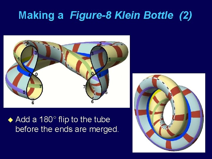 Making a Figure-8 Klein Bottle (2) u Add a 180° flip to the tube