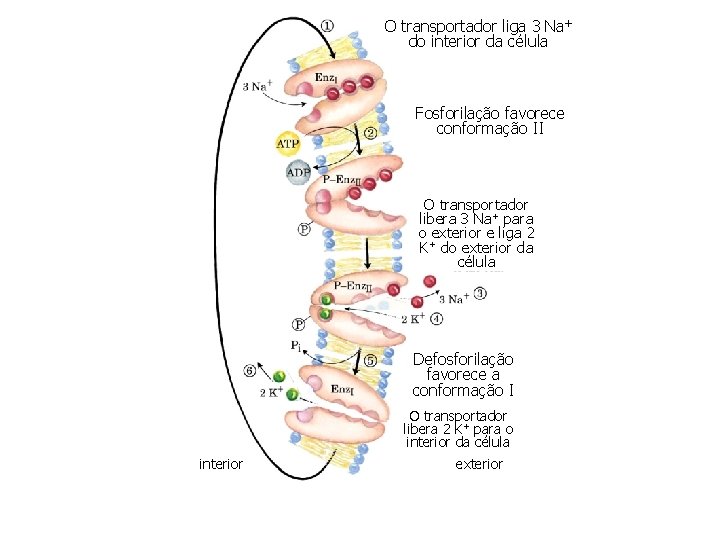 O transportador liga 3 Na+ do interior da célula Fosforilação favorece conformação II O