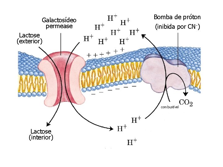 Galactosídeo permease Bomba de próton (inibida por CN-) Lactose (exterior) combustível Lactose (interior) 