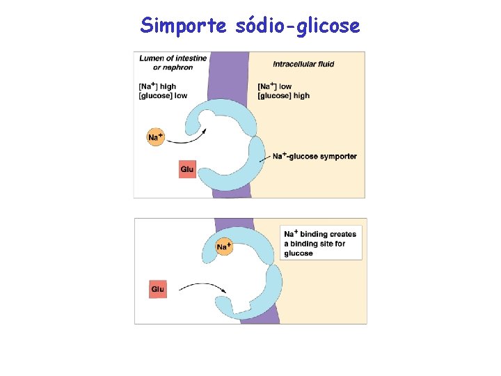 Simporte sódio-glicose 