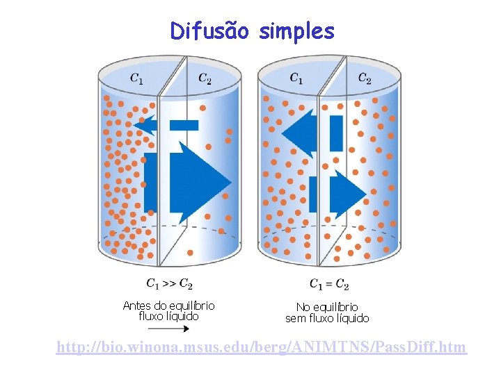 Difusão simples Antes do equilíbrio fluxo líquido No equilíbrio sem fluxo líquido http: //bio.