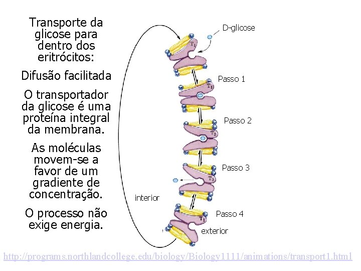 Transporte da glicose para dentro dos eritrócitos: D-glicose Difusão facilitada Passo 1 O transportador