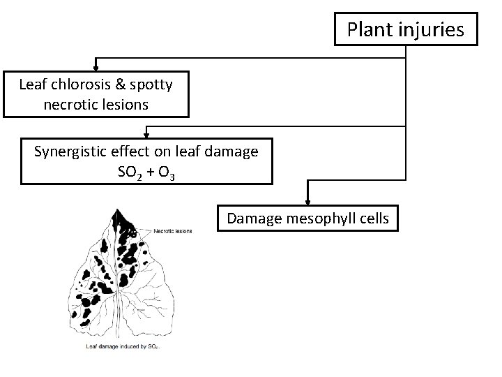 Plant injuries Leaf chlorosis & spotty necrotic lesions Synergistic effect on leaf damage SO