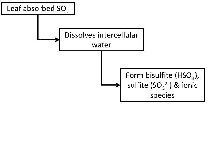 Leaf absorbed SO 2 Dissolves intercellular water Form bisulfite (HSO 3), sulfite (SO 32