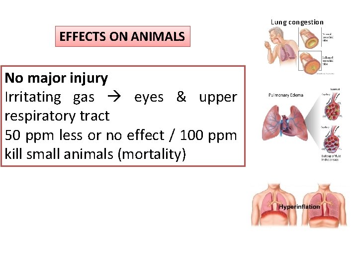 Lung congestion EFFECTS ON ANIMALS No major injury Irritating gas eyes & upper respiratory Lung congestion EFFECTS ON ANIMALS No major injury Irritating gas eyes & upper respiratory