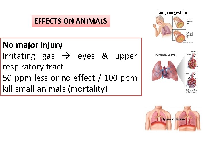 Lung congestion EFFECTS ON ANIMALS No major injury Irritating gas eyes & upper respiratory