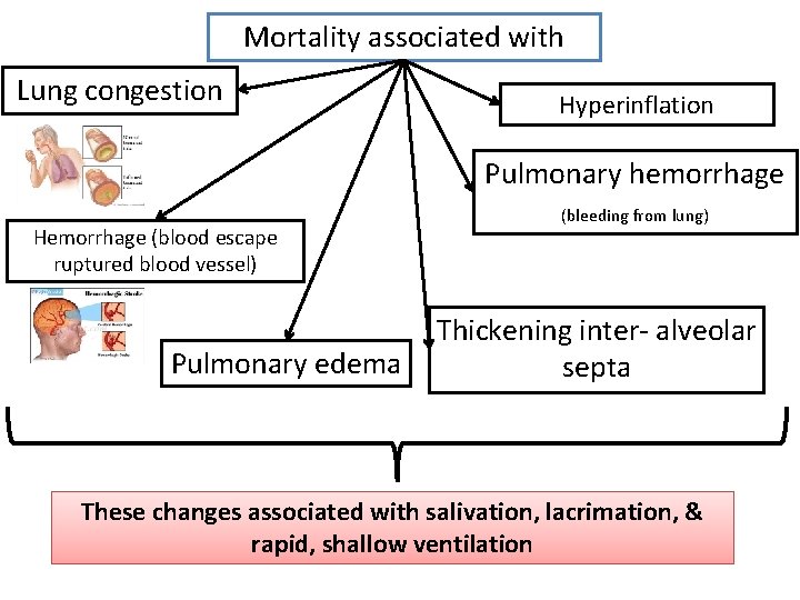 Mortality associated with Lung congestion Hyperinflation Pulmonary hemorrhage Hemorrhage (blood escape ruptured blood vessel)