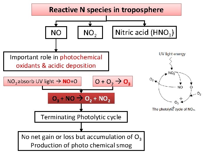 Reactive N species in troposphere NO NO 2 Nitric acid (HNO 3) Important role