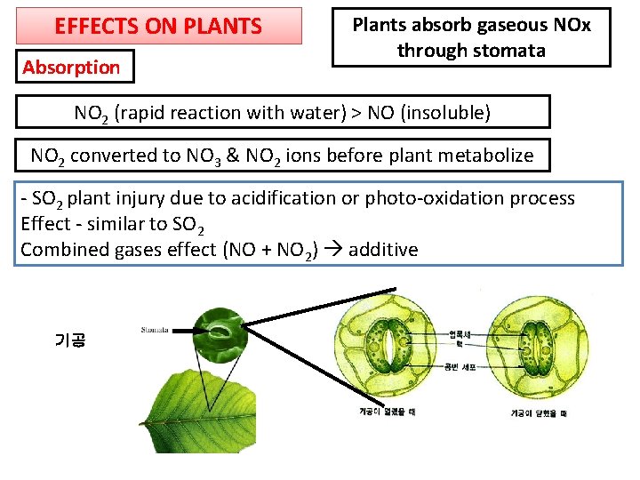 EFFECTS ON PLANTS Absorption Plants absorb gaseous NOx through stomata NO 2 (rapid reaction