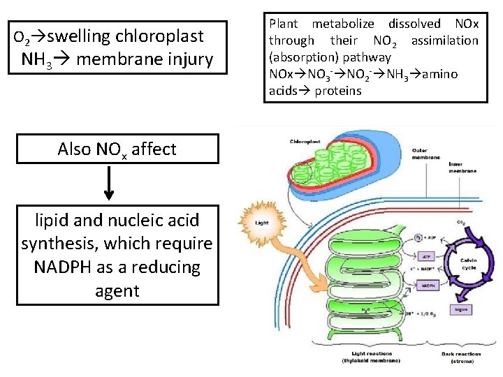 O 2 swelling chloroplast NH 3 membrane injury Also NOx affect lipid and nucleic