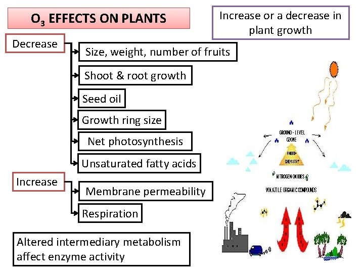O 3 EFFECTS ON PLANTS Decrease Size, weight, number of fruits Shoot & root O 3 EFFECTS ON PLANTS Decrease Size, weight, number of fruits Shoot & root
